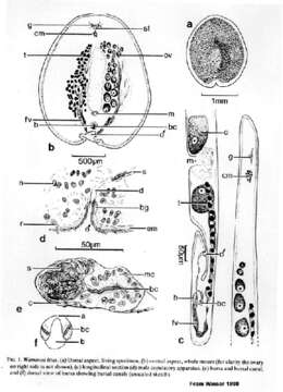 Image of Waminoa litus Winsor 1990