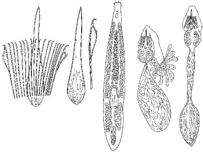 Image of Otoplanidae