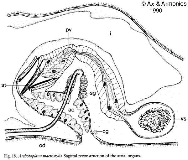 Image of Archotoplana