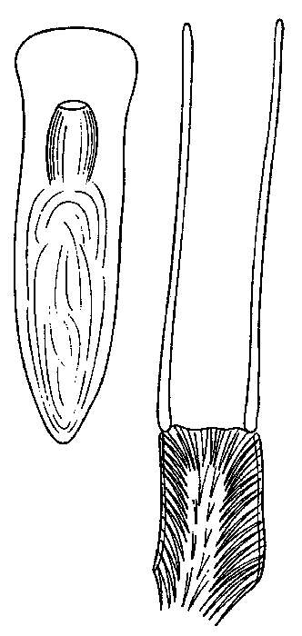 Image of Jensenia parangulata Ax & Armonies 1990