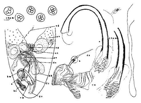 Image of Lurus pollux Sterrer & Rieger 1990