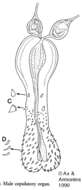 Image of Placorhynchus paratetraculeatus Ax & Armonies 1990