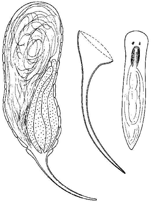 Image of Pogaina alaskana Ax & Armonies 1990