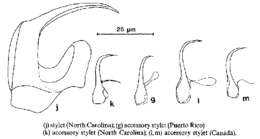 Image de Polystyliphora karlingi Curini-Galletti & Martens 1991