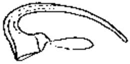 Polystyliphora marisrubri Curini-Galletti & Martens 1991的圖片