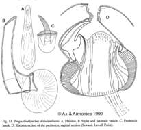 Image of Prognathorhynchus dividibulbosus Ax & Armonies 1990