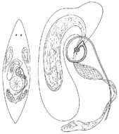 Слика од Promesostoma alaskanum Ax & Armonies 1990