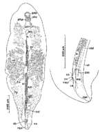 Image of Syndesmis aethopharynx Westervelt & Kozloff 1990