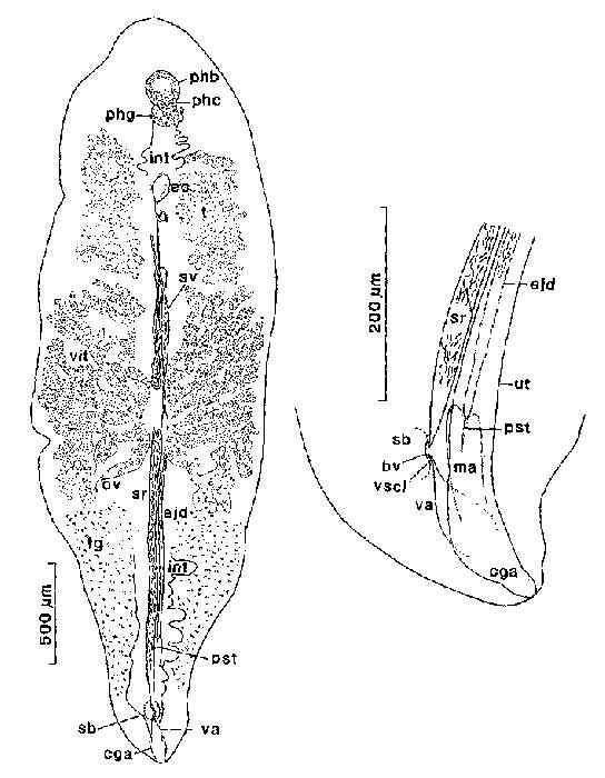 Image of Syndesmis aethopharynx Westervelt & Kozloff 1990
