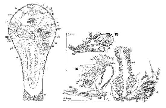 Image of Pterastericola astropectinis (Bashiruddin & Karling 1970)