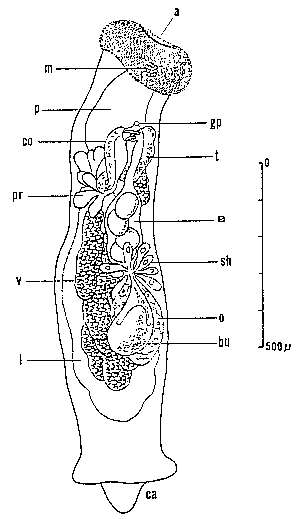 Image of Pterastericola psilastericola (Jespersen & Luetzen 1972)