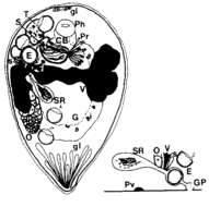 Слика од Pterastericola sprenti Cannon 1986