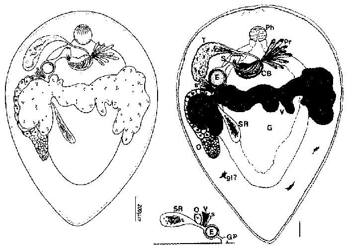 Image of Pterastericola australis Cannon 1986