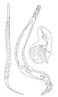 Image of Archilina papillosa (Ax & Ax 1977)