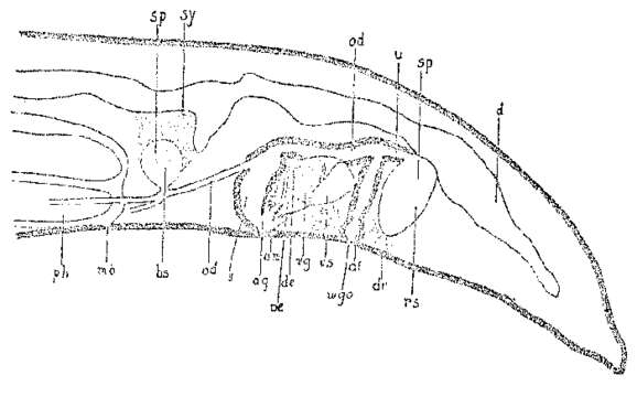 Image of Archilopsis