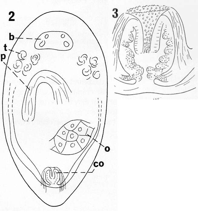 Image of Cylindrostoma paralutheri Karling 1993