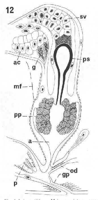 Image of Einarhelmins