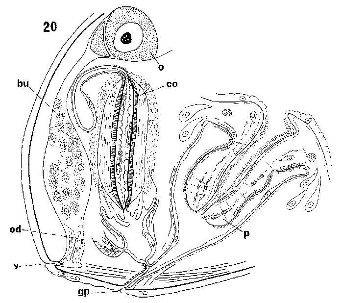 Image of Allostoma crassicystiferum (Westblad 1952)