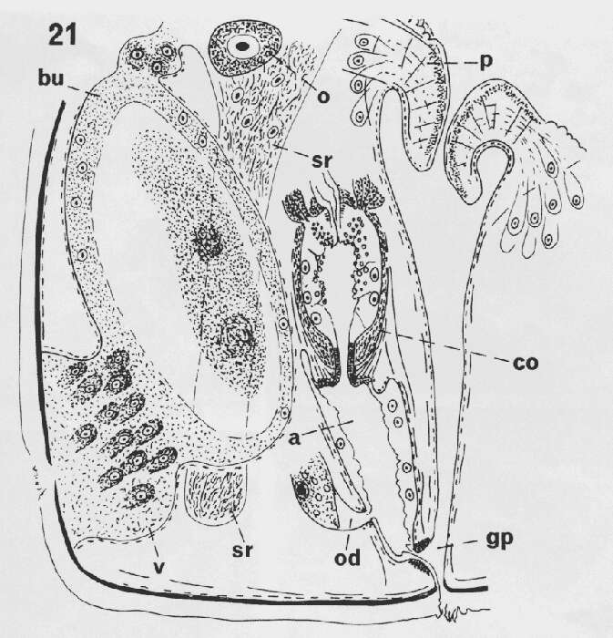 Image of Allostoma uterinum (Westblad 1952)
