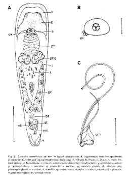 Image of Luriculus