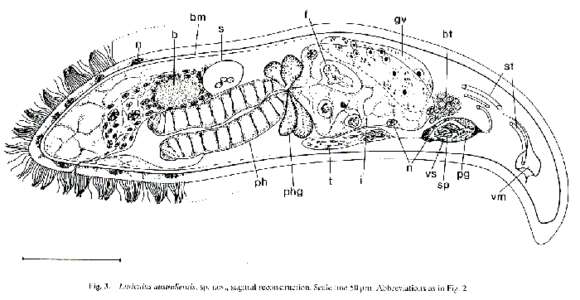 Image of Luriculus