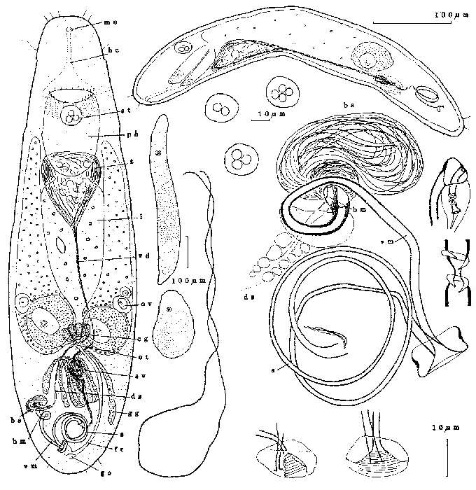 Image of Luriculus castor (Sterrer & Rieger 1990)