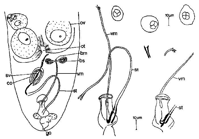 Image of Luriculus tyndareus (Sterrer & Rieger 1990)