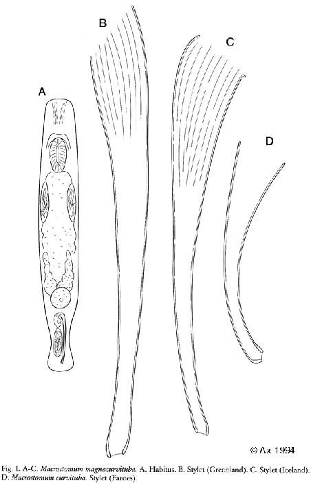 Image of Macrostomum magnacurvituba Ax 1994