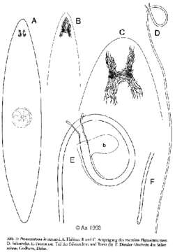 Imagem de Promesostoma kristenseni Ax 1993