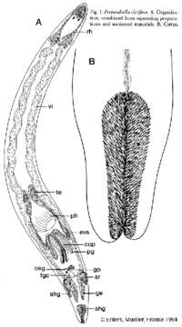 Image of Protandrella