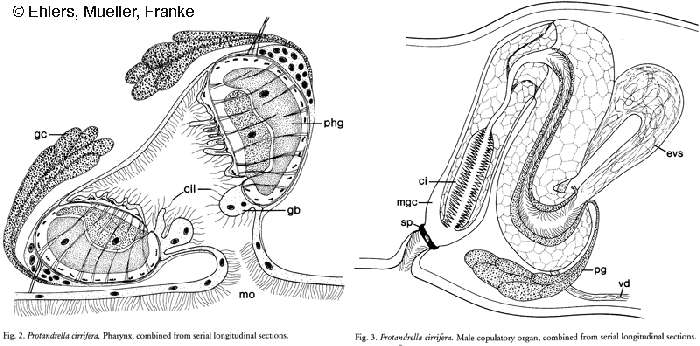 Image of Protandrella