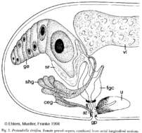 Image of Protandrella