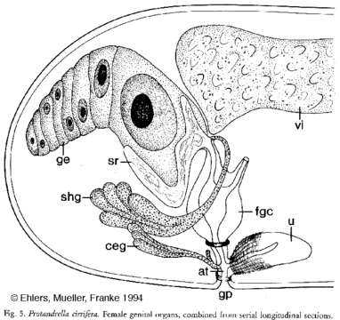 Image of Protandrella