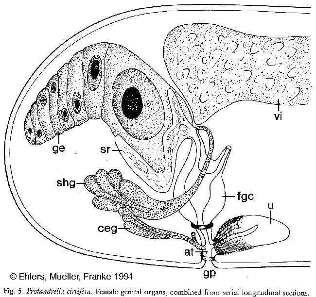 Image of Protandrella