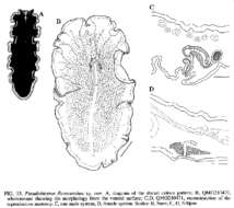 Image of Pseudobiceros flavocanthus Newman & Cannon 1994