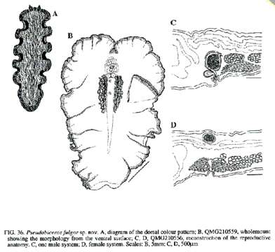 Image of Pseudobiceros fulgor Newman & Cannon 1994