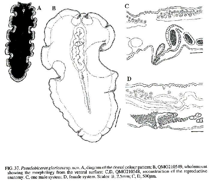 Image de Pseudobiceros gloriosus Newman & Cannon 1994