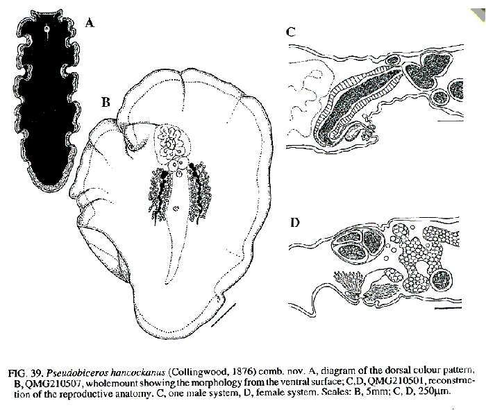 Image of Pseudobiceros hancockanus (Collingwood 1876)