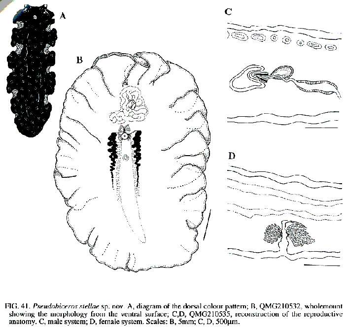 Image de Pseudobiceros stellae Newman & Cannon 1994