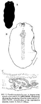 Image of Pseudoceros bolool Newman & Cannon 1994