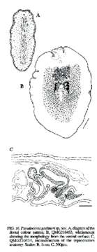 Image of Pseudoceros goslineri Newman & Cannon 1994