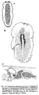 Image de Pseudoceros heronensis Newman & Cannon 1994
