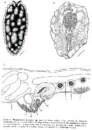 Image of Pseudoceros imitatus Newman & Cannon 1994