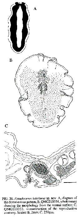 Image de Pseudoceros laticlavus Newman & Cannon 1994