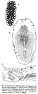 Image of Pseudoceros lindae Newman & Cannon 1994