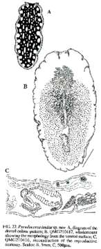 Image of Pseudoceros lindae Newman & Cannon 1994