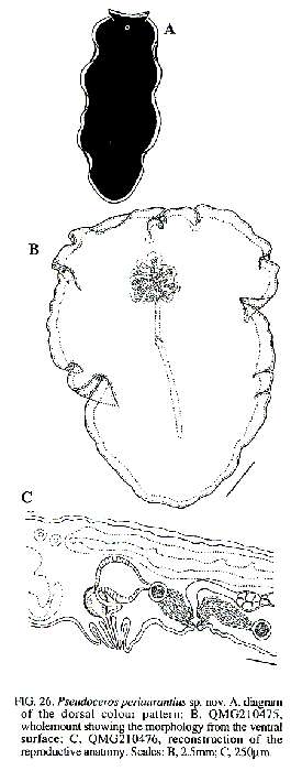 Image of Pseudoceros periaurantius Newman & Cannon 1994