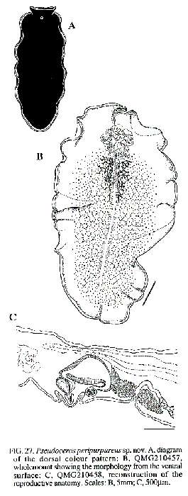 Image de Pseudoceros peripurpureus Newman & Cannon 1994