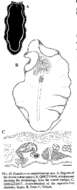 Image of Pseudoceros sapphirinus Newman & Cannon 1994