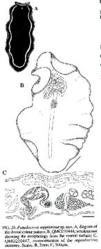 Image de Pseudoceros sapphirinus Newman & Cannon 1994